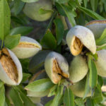 Cold Pressed Sweet Almond Oil