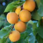 Pure Apricot kernel Massage Oil