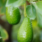 Pure Avocado Massage Oil