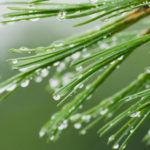 Cedarwood Himalayan (Cedrus deodara)