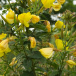 Evening Primrose Massage Oil