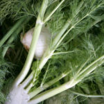 Fennel Sweet France (Foeniculum vulgare)
