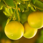 Slimming Grapefruit Cream Scrub