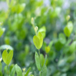 Pure Jojoba Massage Oil