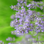 Lavender Post-Wax Lotion