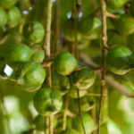 Pure Macadamia Massage Oil