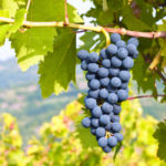 Anti-Aging Red Wine Sugar Glow