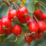 Rosehip Red Massage Oil