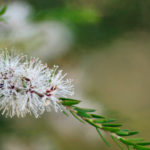 Tea Tree Australian (Melaleucca alternifolia)